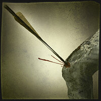 Трофей {trophy} в игре The Walking Dead: Survival Instinct для PS3