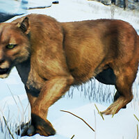 Достижение All Winter Animals…Check в игре Open Country для Xbox One