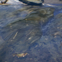 Достижение Young Angler в игре Open Country для Xbox One