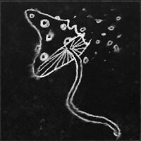Трофей {trophy} в игре Darkwood для PS5