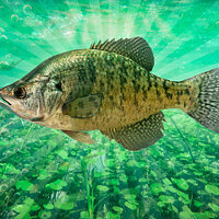 Достижение Краппи Эксперт в игре Fishing Planet для Windows 10, Xbox One
