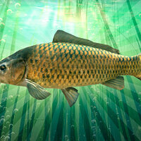 Достижение Повелитель Карпов в игре Fishing Planet для Windows 10, Xbox One
