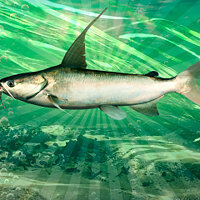 Достижение Укротитель Сомов в игре Fishing Planet для Windows 10, Xbox One