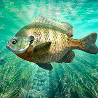 Достижение Добытчик Рыбешек в игре Fishing Planet для Windows 10, Xbox One