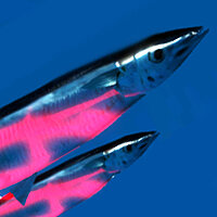 Трофей {trophy} в игре Ace of Seafood для PS4