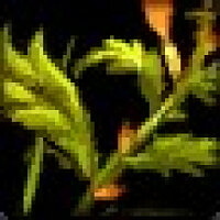 Достижение Eat Your Greens в игре World of Warcraft для Blizzard