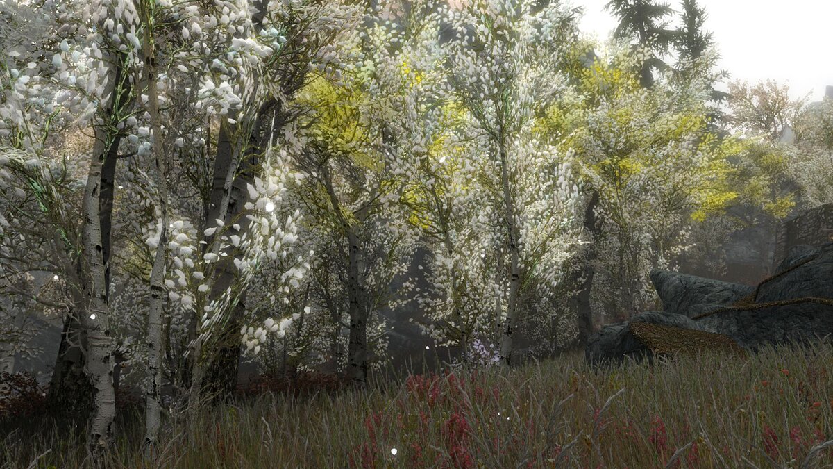 The Elder Scrolls 5: Skyrim — Белые деревья в Рифтене