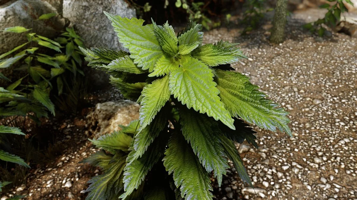 Elder Scrolls 5: Skyrim Special Edition — Улучшенная крапива