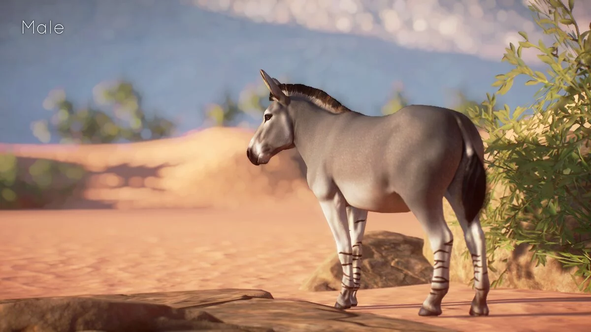 Planet Zoo — Сомалийский дикий осел