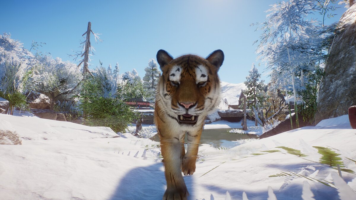Planet Zoo — Улучшенный сибирский тигр