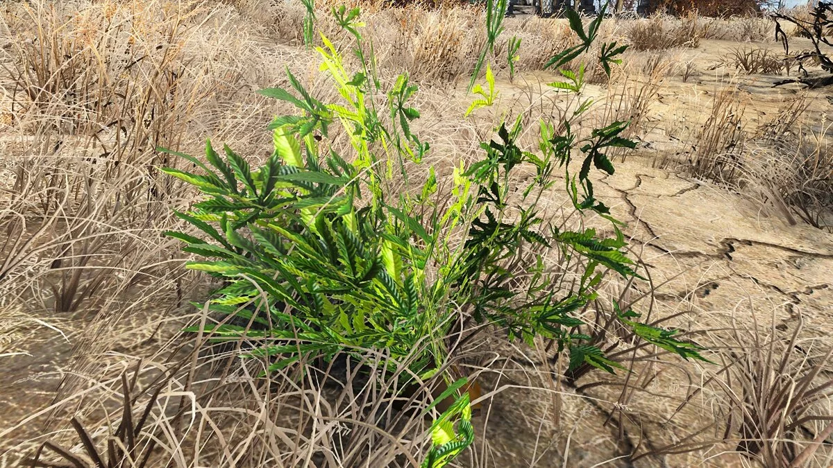 Fallout 4: Game of the Year Edition — Марихуана