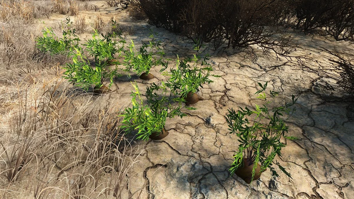 Fallout 4: Game of the Year Edition — Марихуана