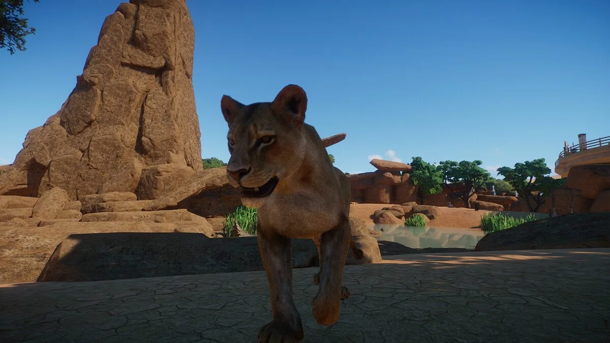 Planet Zoo — Улучшенные львы