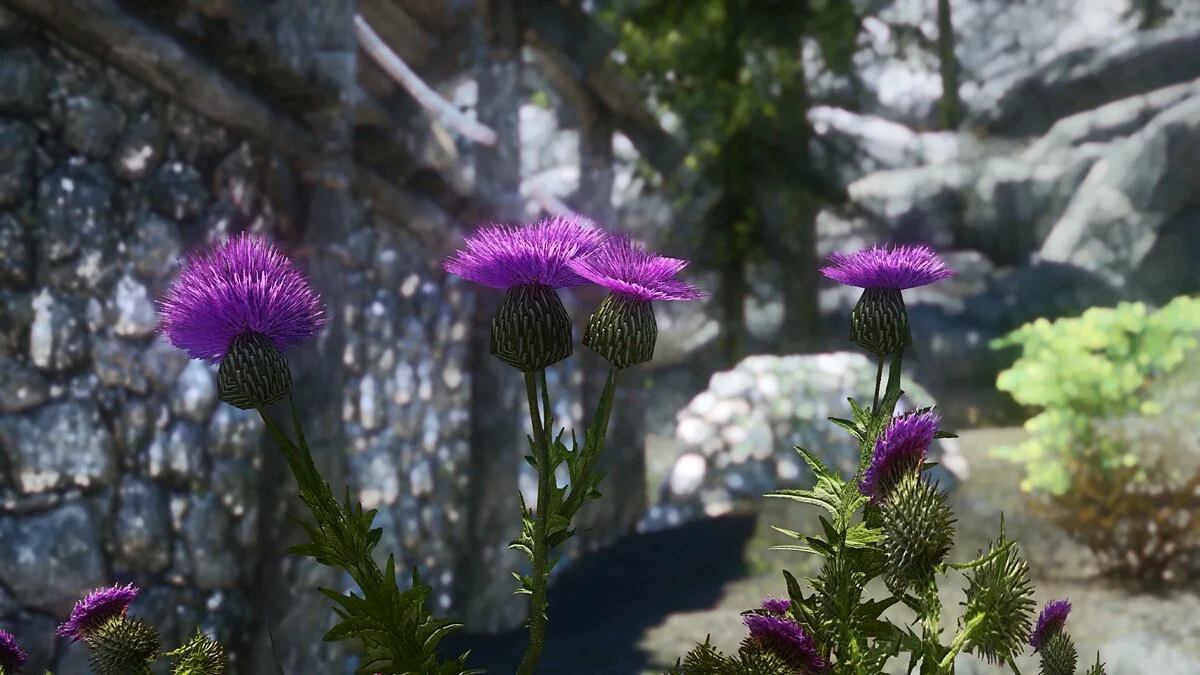 Elder Scrolls 5: Skyrim Special Edition — Улучшенный чертополох