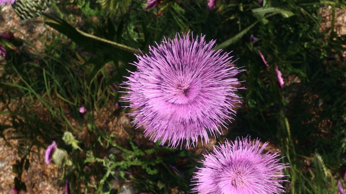 The Elder Scrolls 5: Skyrim Legendary Edition — Улучшенный чертополох