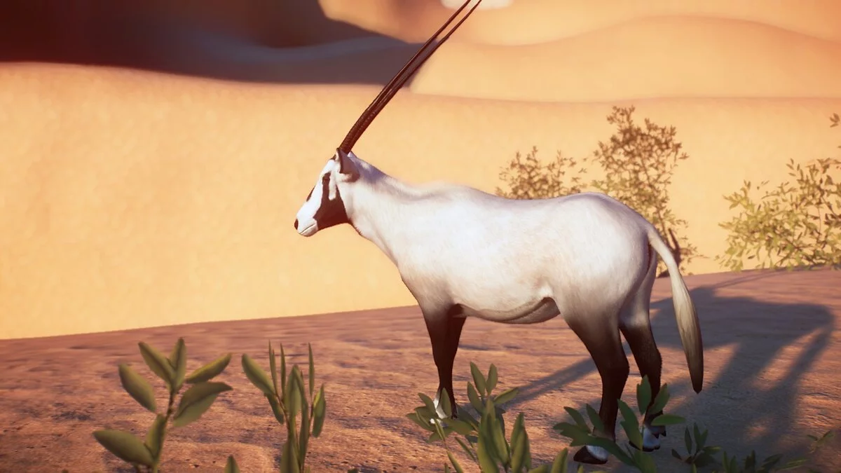 Planet Zoo — Арабский орикс
