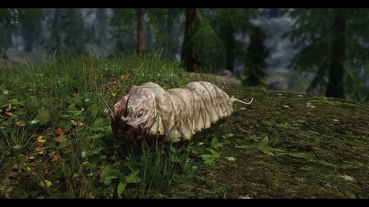 Elder Scrolls 5: Skyrim Special Edition — Квама