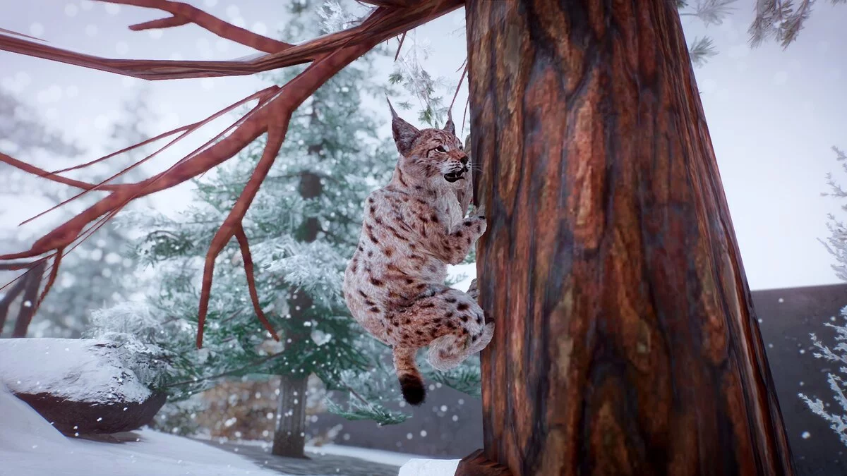 Planet Zoo — Евразийская рысь