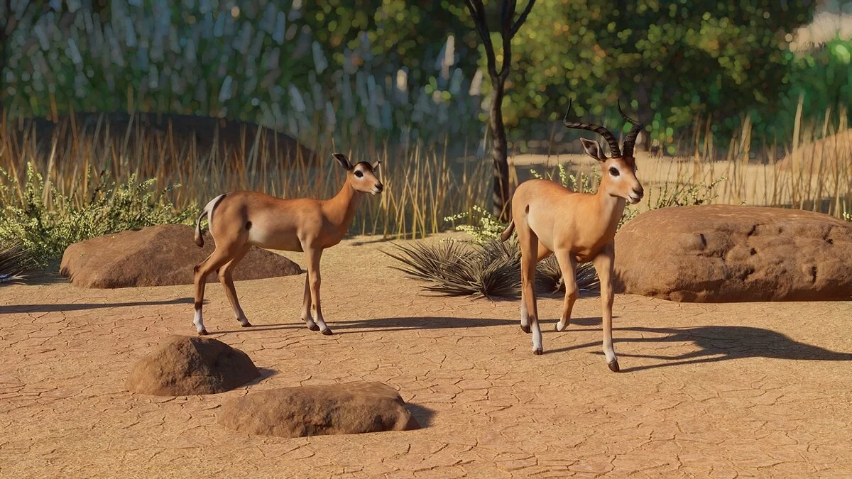 Planet Zoo — Импала - новые виды