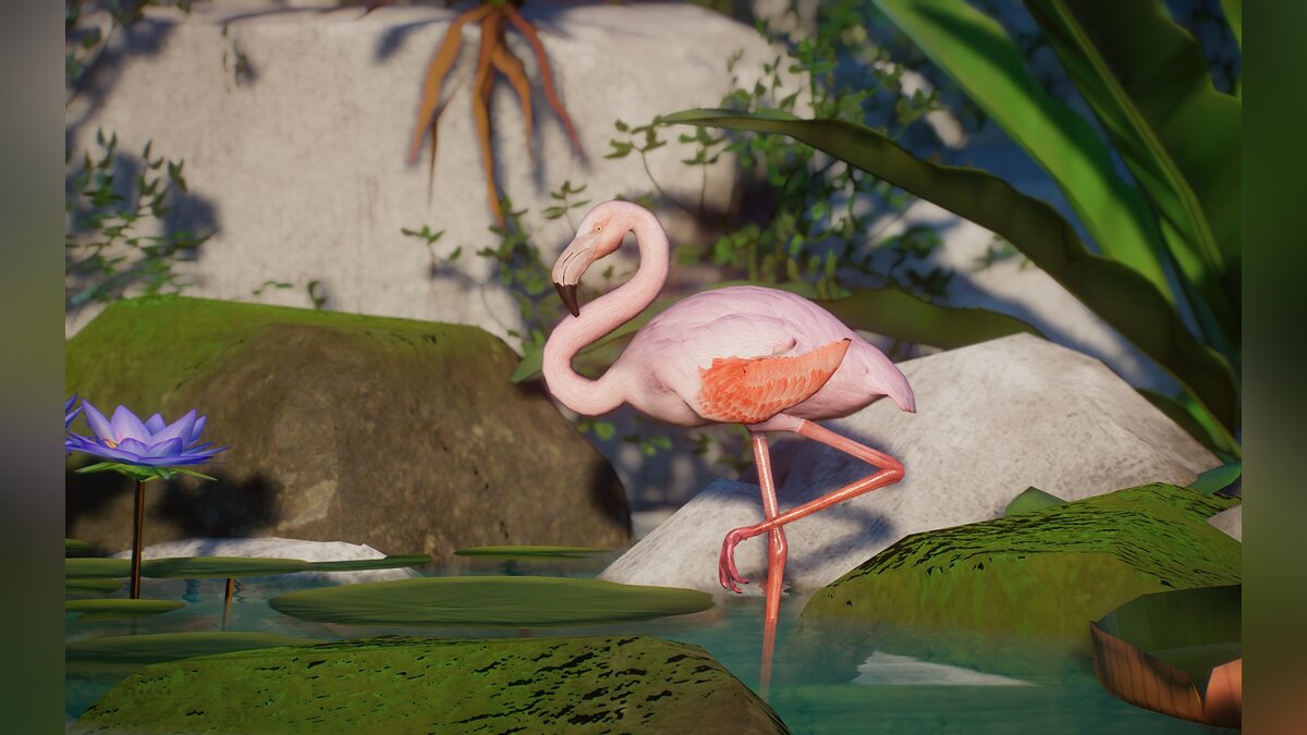 Planet Zoo — Новый вид - чилийский фламинго