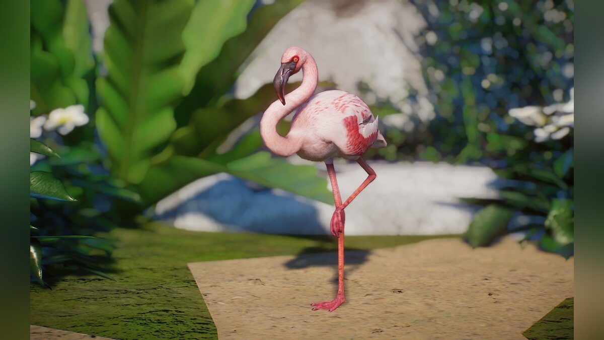 Planet Zoo — Новые виды - малый фламинго
