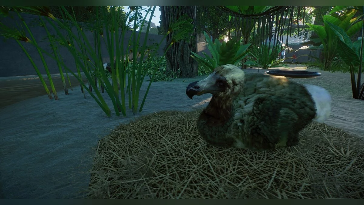 Planet Zoo — Новый вид - маврикийский серый додо