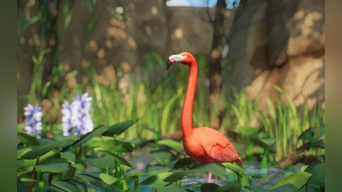 Planet Zoo — Новые виды - Американский фламинго