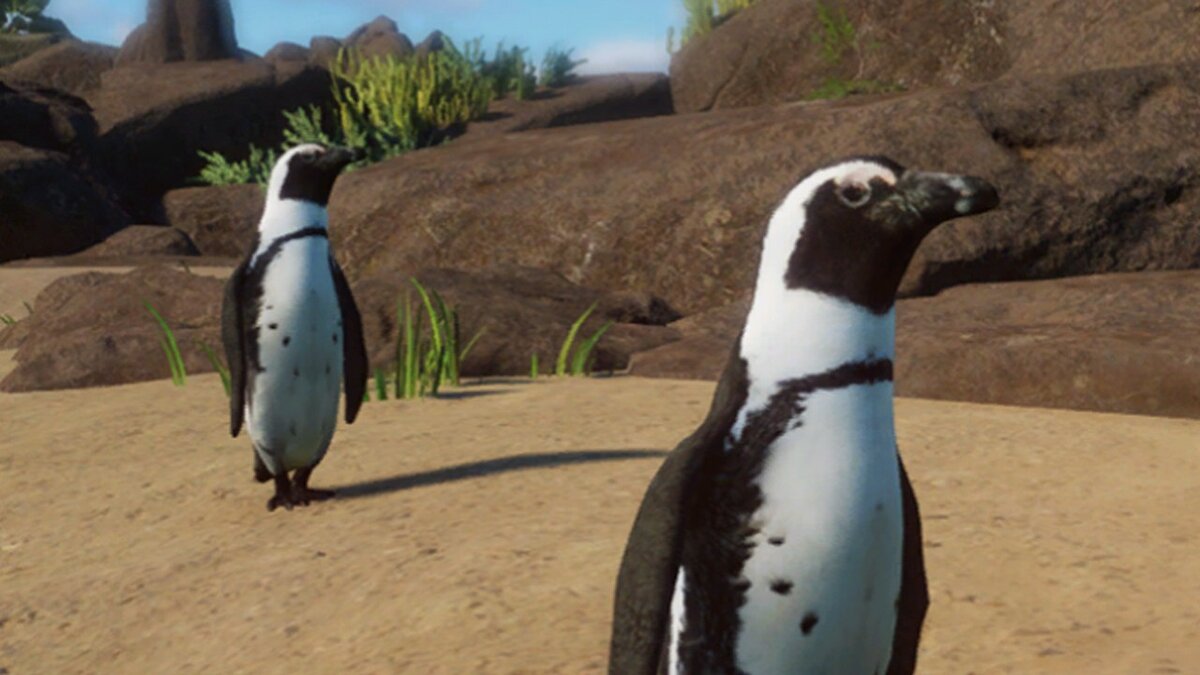 Planet Zoo — Африканский пингвин - новый вид