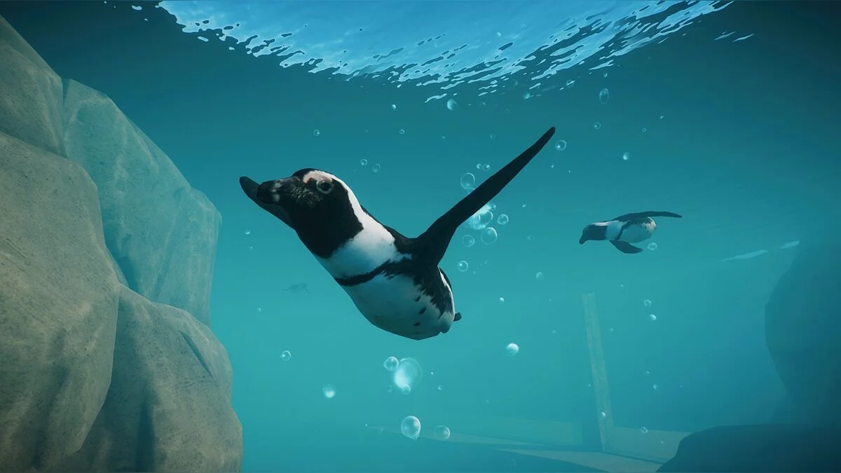 Planet Zoo — Африканский пингвин - новый вид