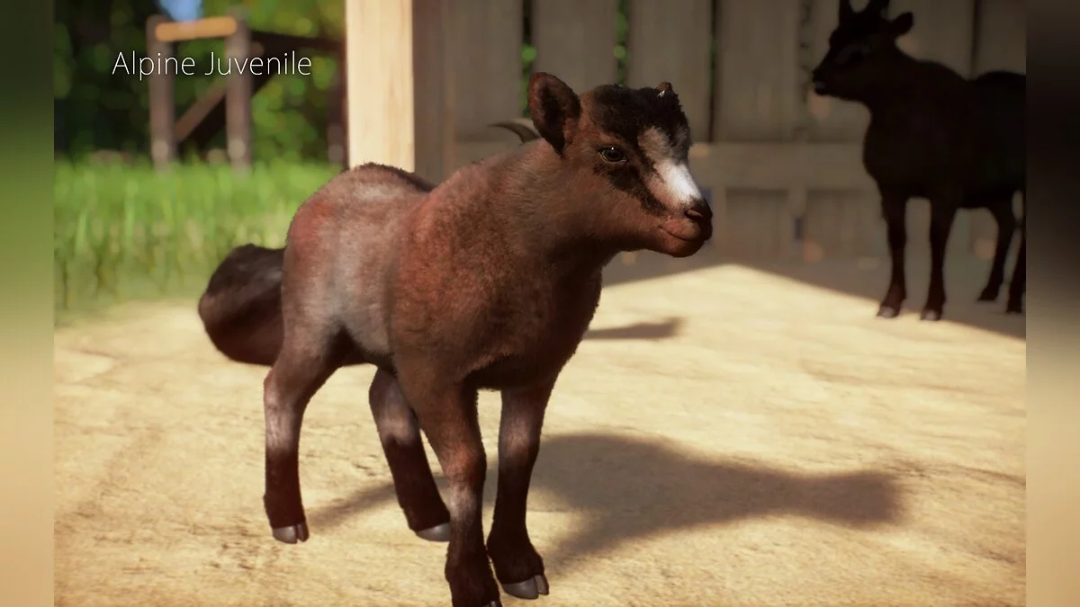 Planet Zoo — Новый вид - Альпийская коза