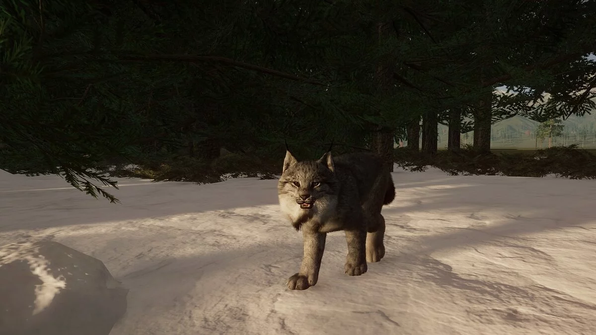 Planet Zoo — Новый вид - канадская рысь