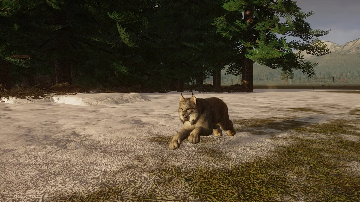 Planet Zoo — Новый вид - канадская рысь