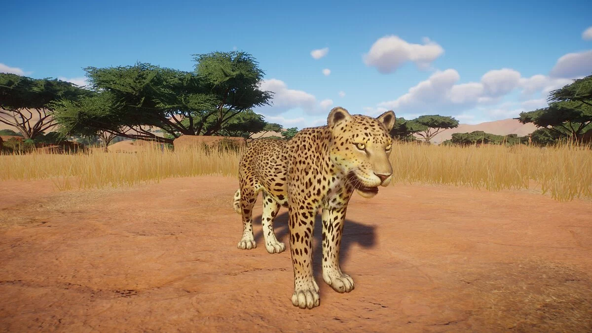 Planet Zoo — Африканский леопард - новый вид