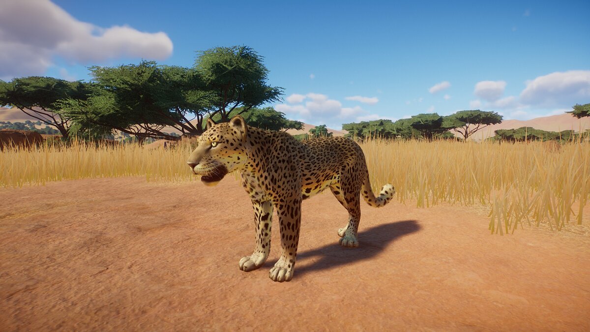 Planet Zoo — Африканский леопард - новый вид