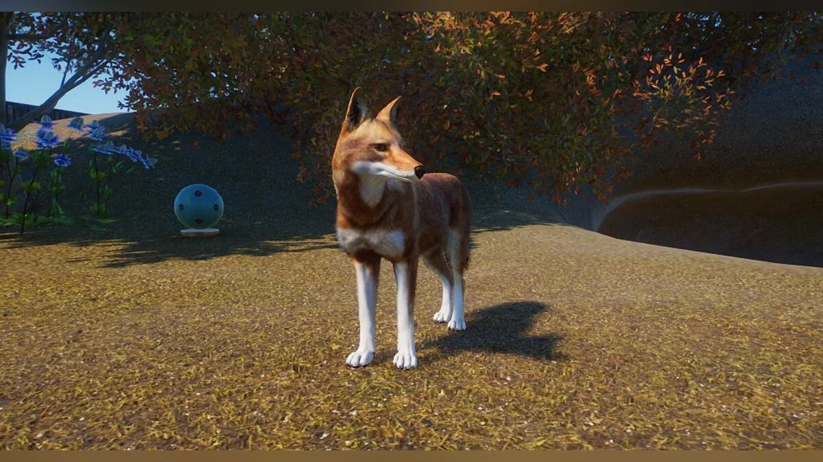 Planet Zoo — Эфиопский волк - новый вид