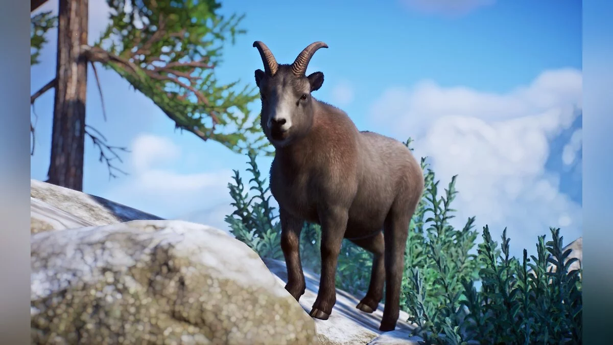 Planet Zoo — Новый вид - снежный баран