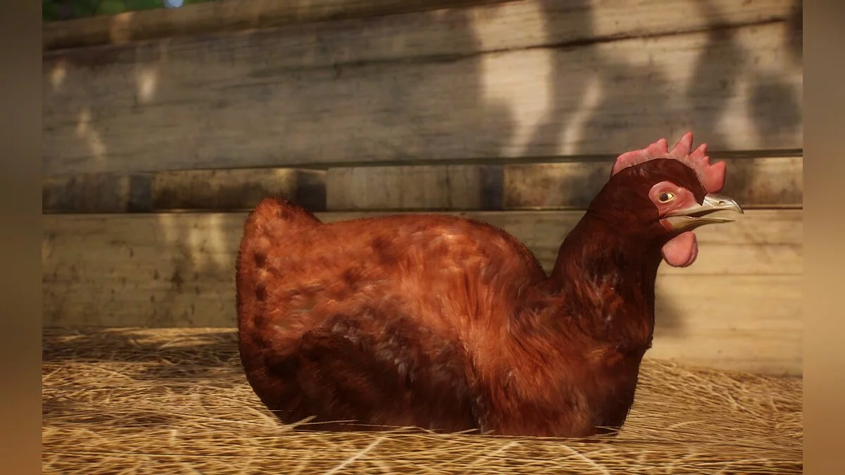 Planet Zoo — Новые виды - Красная курица Род-Айленда