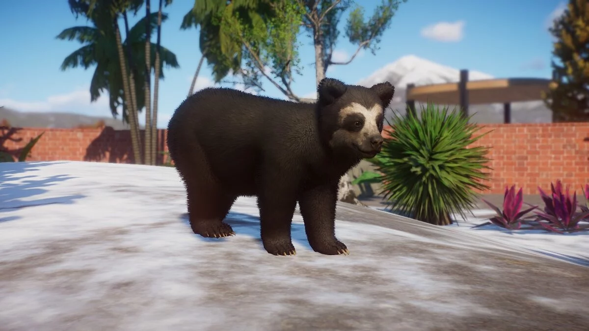 Planet Zoo — Очковый медведь