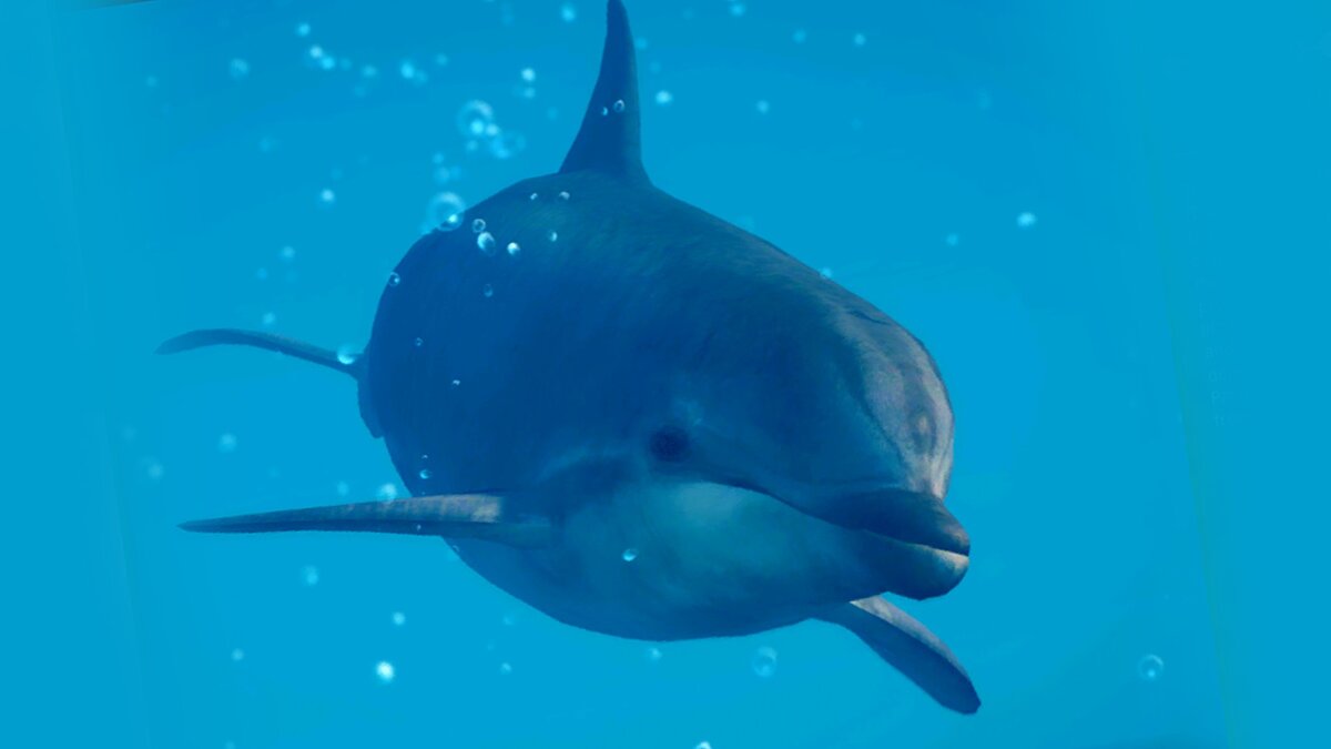 Planet Zoo — Обыкновенный дельфин афалина