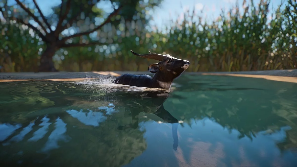 Planet Zoo — Ситатунга - новый вид