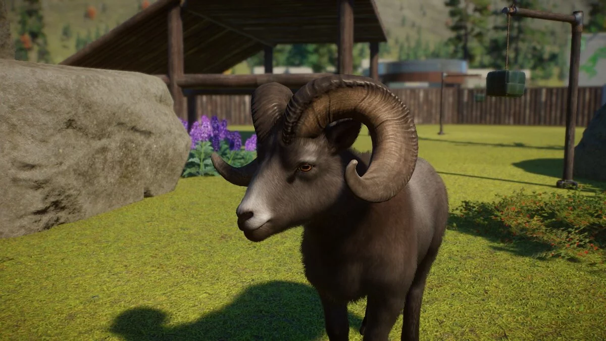 Planet Zoo — Улучшенный снежный баран