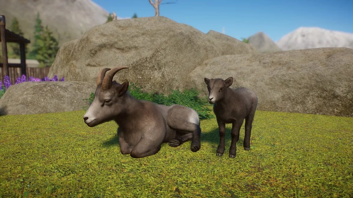 Planet Zoo — Улучшенный снежный баран