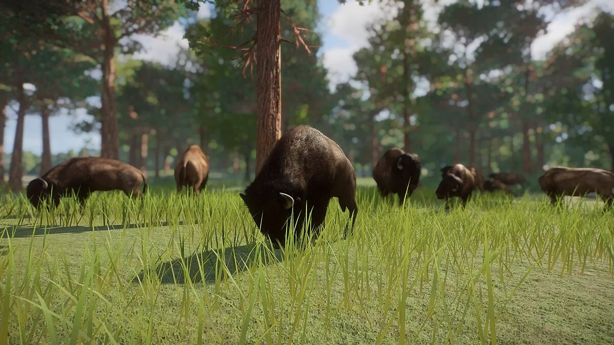 Planet Zoo — Американский бизон