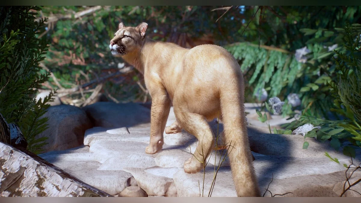 Planet Zoo — Североамериканская пума (новые виды)