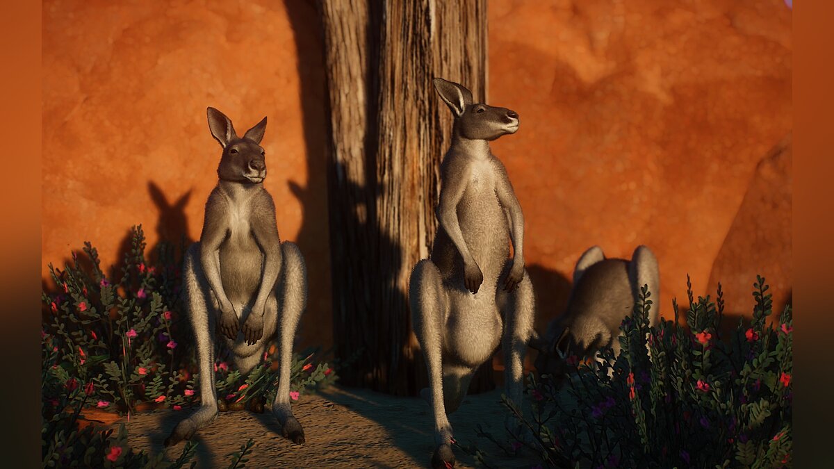 Planet Zoo — Восточный серый кенгуру (новые виды)