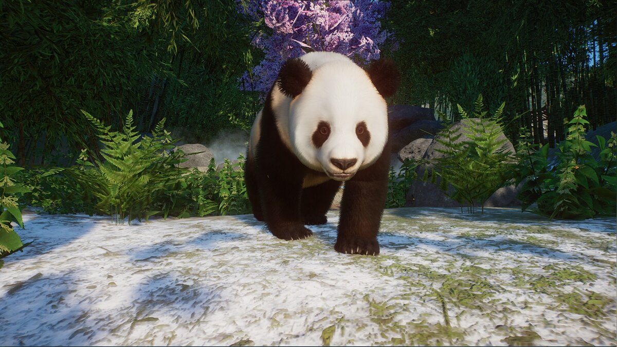 Planet Zoo — Коричневая панда (новые виды)