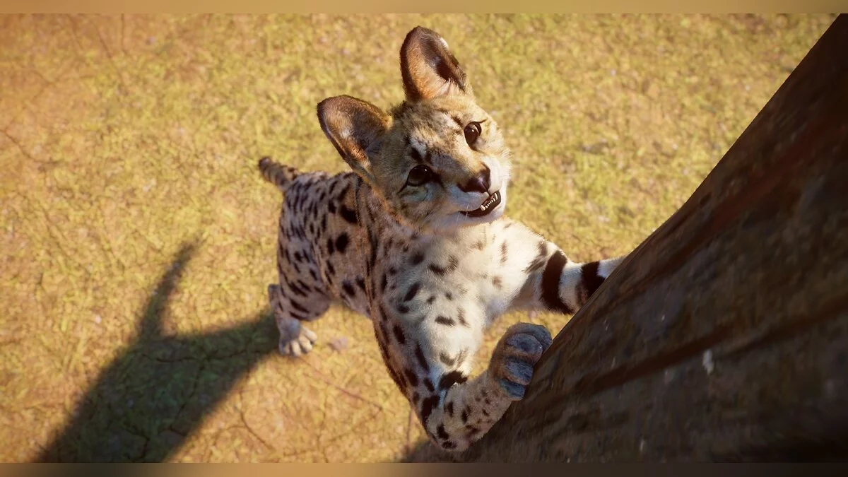 Planet Zoo — Сервал (новые виды)