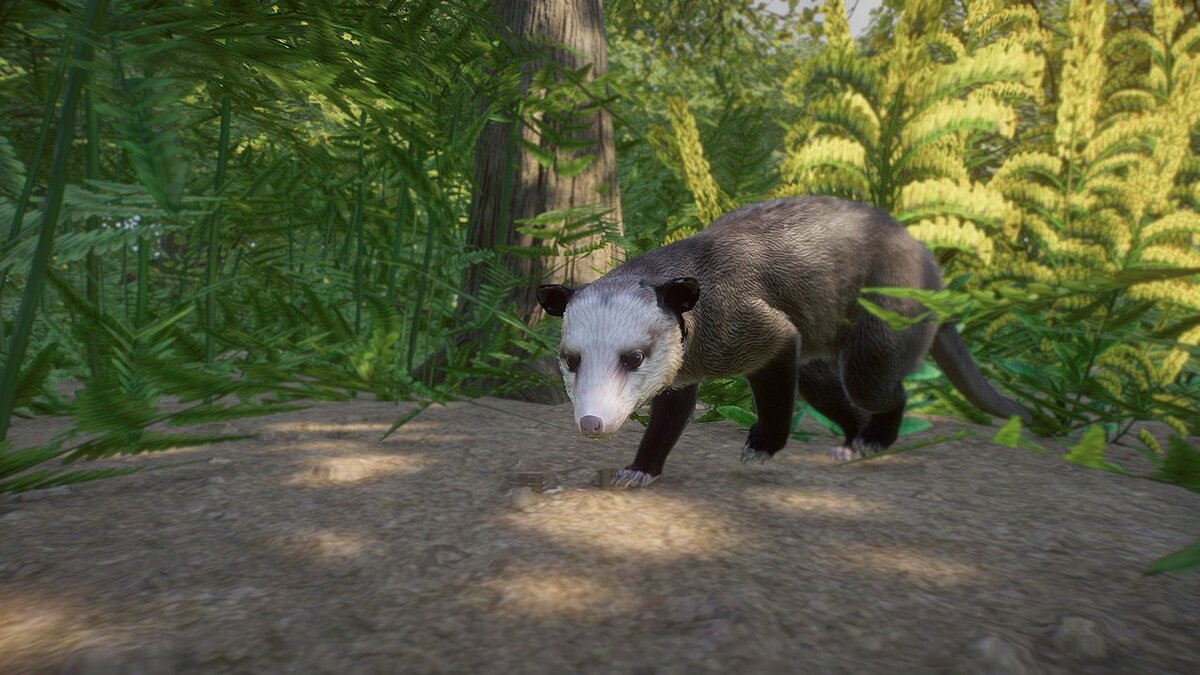 Planet Zoo — Североамериканский опоссум