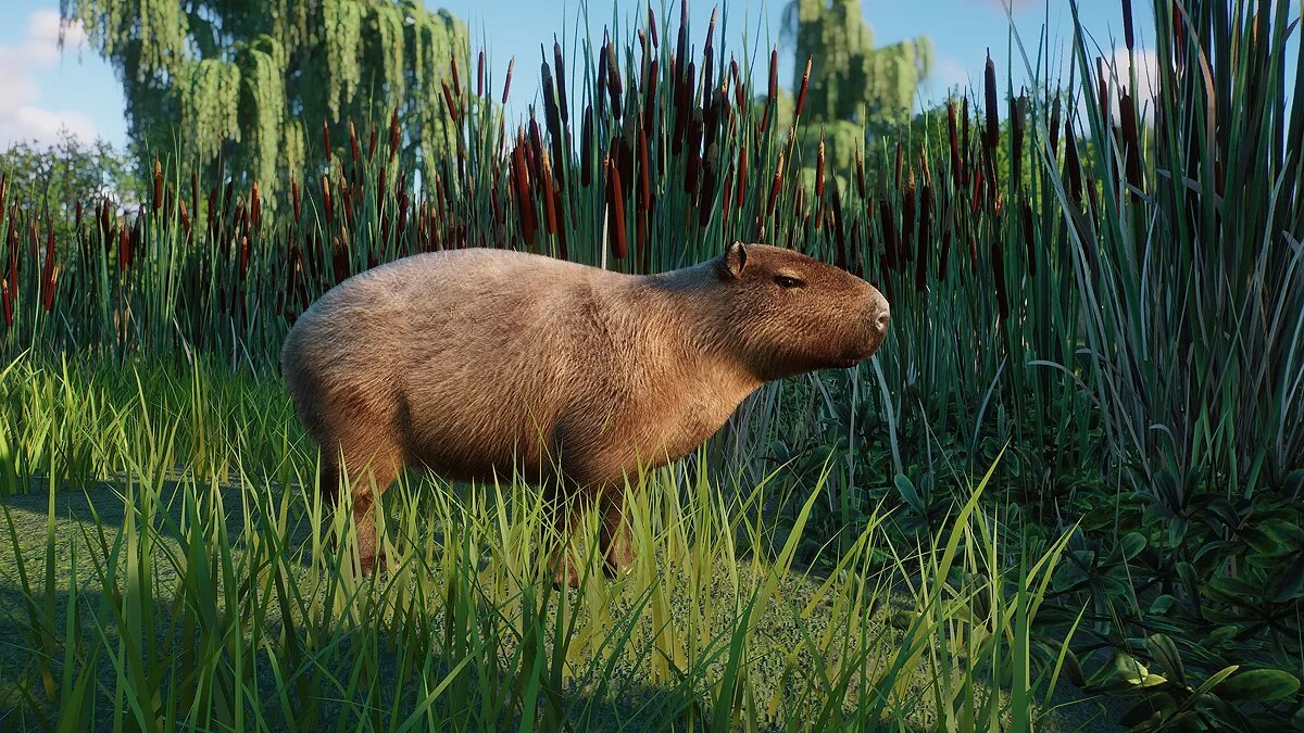 Planet Zoo — Капибара - новые виды