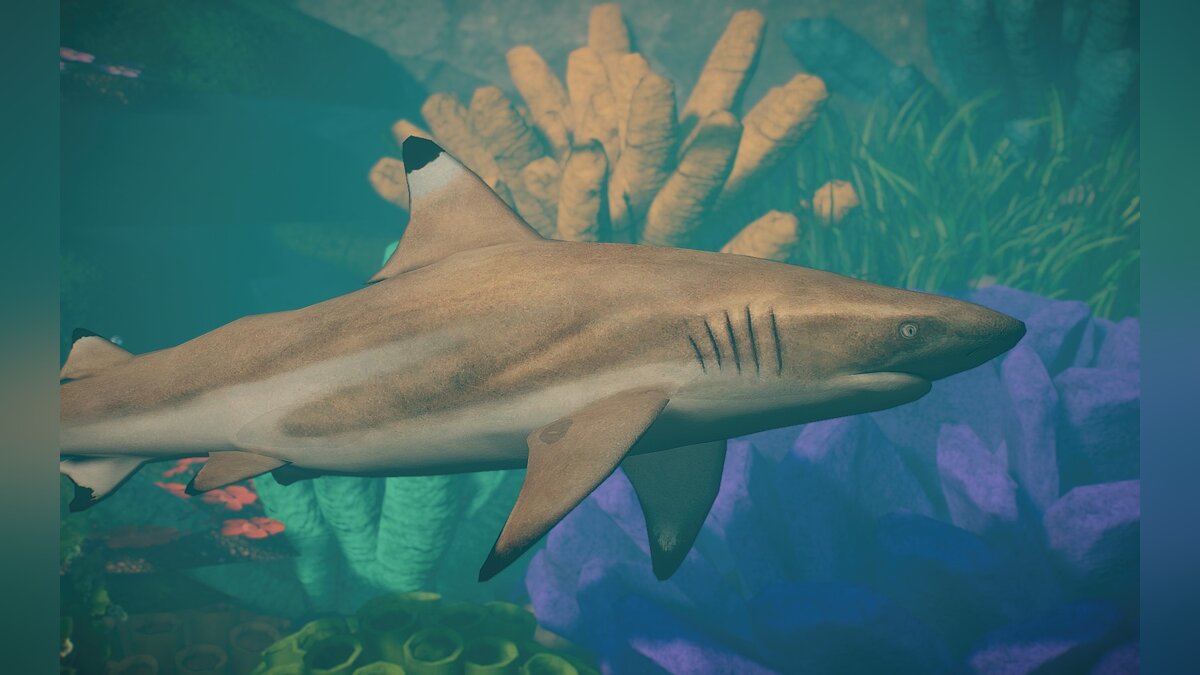 Planet Zoo — Новый вид - рифовая акула
